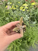 Dudleya lanceolata 1" Plug — Native West Nursery - California Native Plants