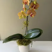 Mom’s orchid