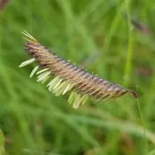 Blue Grama (Bouteloua gracilis)