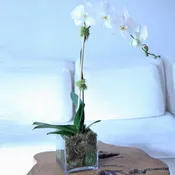 Single White Phalaenopsis Orchid