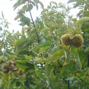 Chinese Chestnut