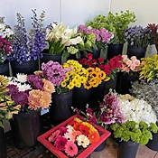 Designer's Choice - various sizes $55-$100