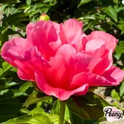 Lovely Rose — Hidden Springs Peony Farm