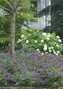Blue Chip Butterfly Bush