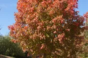 Sugar Maple