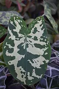Alocasia-Hilo Beauty 6"