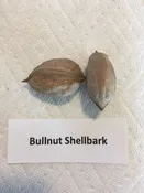 Bullnut Shellbark Hickory