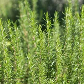 Barbeque Rosemary Plants — Two (2) Live Plants — Non-GMO — Each 3" to 8" Tall in 4" Pots — Strong Stems for Grilling Skewers, Intense Flavor, Season-Long Harvest