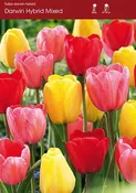 Tulip Mixed Darwin Hybrid