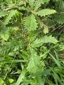 Swamp White Oak