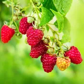 Vintage Raspberry