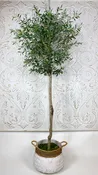 8′ Olive Tree in basket