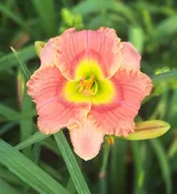 Elegant Candy — Hillsdale Lily Garden