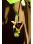 Aristolochia tomentosa (Woolly Pipevine) 3.5″ pot