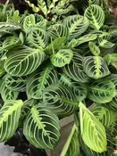 Maranta (Lemon Lime) — Sunset Blvd Nursery