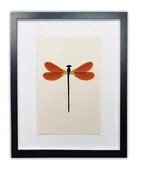 Amber Damsel Dragonfly Wall Art Print
