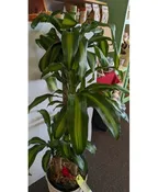 10" MASS CANE PLANT (CORN PLANT)