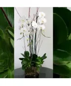 3 ORCHIDS