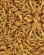 Regular Meal Worms