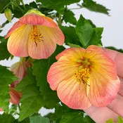 Abutilon ‘Tiger Lily’ (Abutilon hybrid)