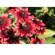 Black Eyed Susan (Rudbeckia) Cherry Brandy | Two Live Plants | Non-GMO | Heirloom Perennial | Pollinator Favorite