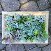 SUCCULENT FRAME — Portland Florist | AMANDA KARAM FLORAL Co.