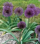 Alliums – Powder Puff