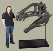 Acrocanthosaurus atokensis Skull – Display Replica