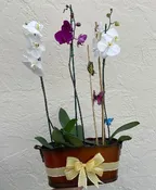 PREMIUM POTTED ORCHID