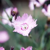 Dianthus ‘Baths Pink’ (1Gal)