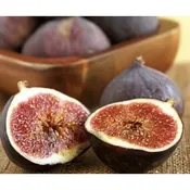 Black Mission Fig Tree