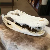 Alligator Skull