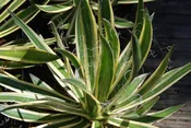 Agave schidigera 'Shira Ito No Ohi'