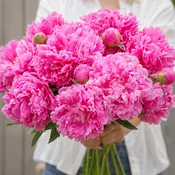 Alexander Fleming Hot Pink Peony (July-Sep)