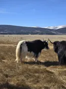 BCR Y419 2J083 — Pettee Ranch LLC