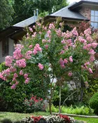 Pink Sioux Crape Myrtle Trees