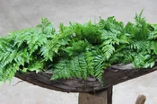 Cleopatra Fern & Leatherleaf