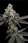 GARLIC BREATH: FEM