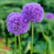 Allium Gladiator – Pack of 4
