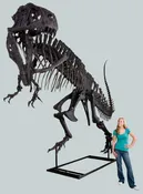 Acrocanthosaurus atokensis Skeleton – Display Replica
