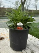 Coneflower #2