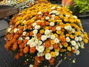 GARDEN MUMS COMBO CANDY CORN - 10" Pot