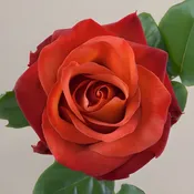 Brown Coffee Break Roses
