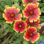Annual Gaillardia (Gaillardia Pulchella) Seed (Gaillardia spp.)