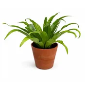 Bird’s Nest Fern