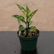 Aglaonema 'Snow White'