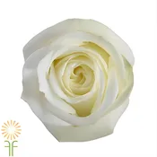 White Polo Roses