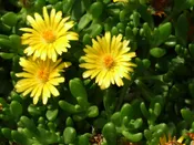 Delosperma (Ice Plant) Gold Nugget Plug Flat