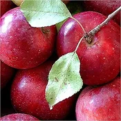 Apple 'Honeycrisp'
