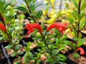 Aeschynanthus buxifolius YuGu 359
